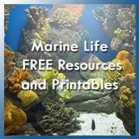 Marine Life Themed Free Resources and Printables!