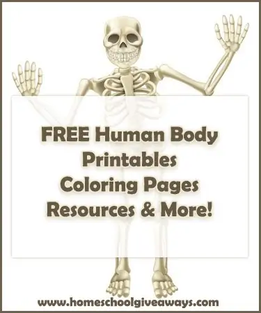 human-body-freebies