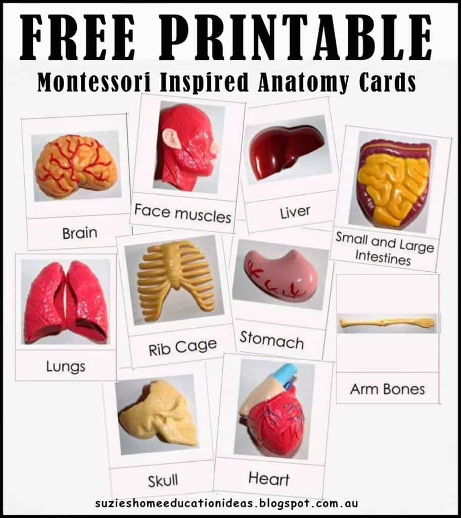 FREE Printable Human Anatomy Cards