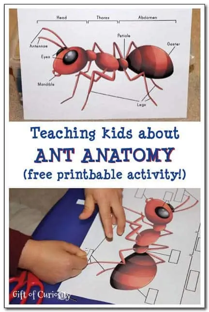 Teaching-kids-about-ant-anatomy-with-a-free-printable-activity