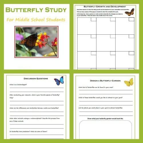 FREE Butterfly Study Guide