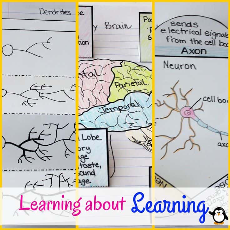 FREE “Your Brain: Notebook Activities”