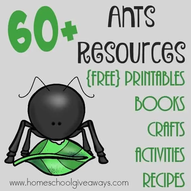 Whether you're studying insects or ants in particular, this BIG LIST of resources is sure to help you out!! Over 60 printables, crafts, books, recipes & more! :: www.homeschoolgiveaways.com