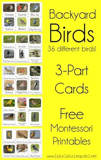 Backyard-Birds-Nomenclature-Printables