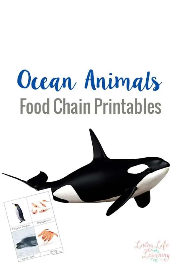 ocean-animals