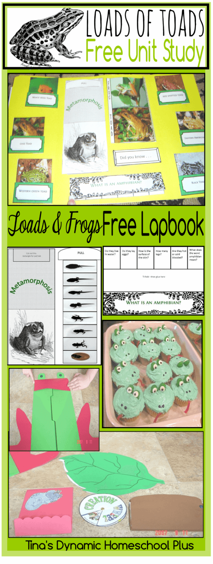 free-printable-loads-of-toads-lapbook