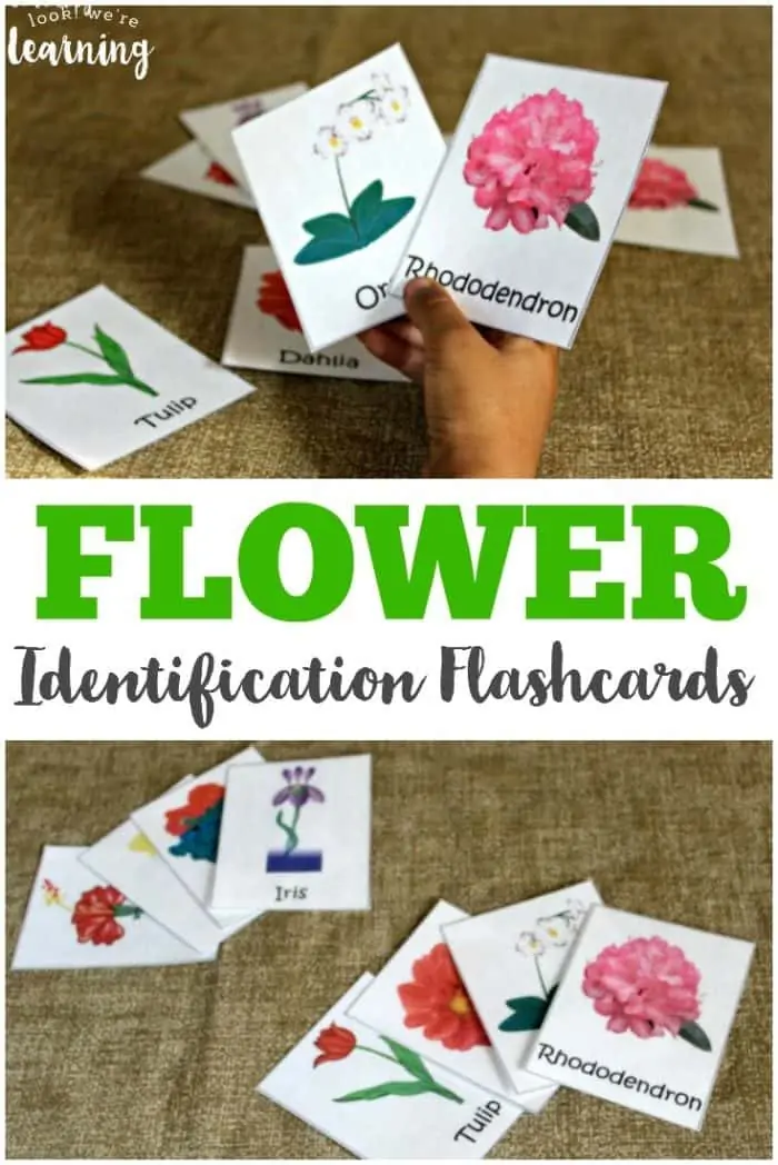 These-free-flower-identification-cards-are-great-for-little-budding-gardeners-or-for-an-outdoor-nature-walk