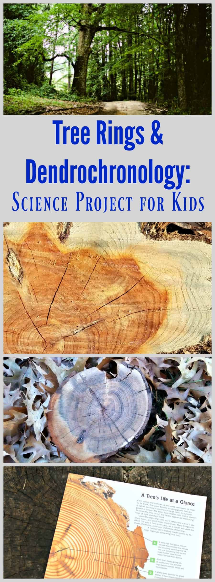 Tree Rings and Dendrochronology Science Project for Kids with FREE