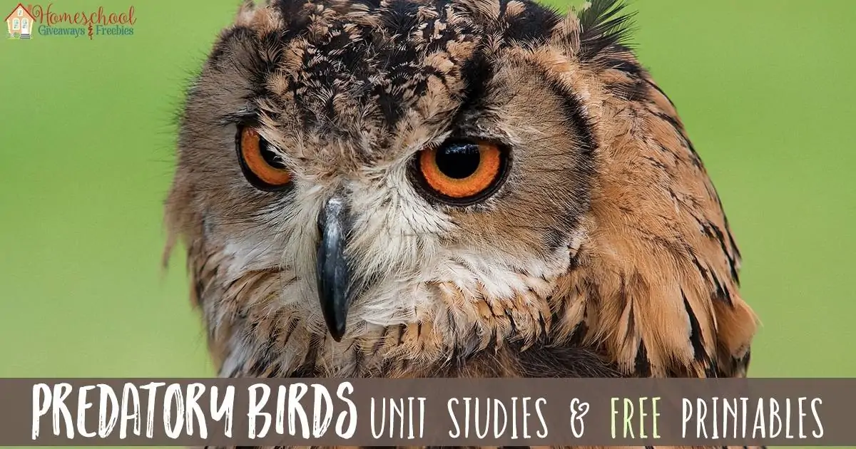 Predatory Birds Unit Studies and FREE Printables FB