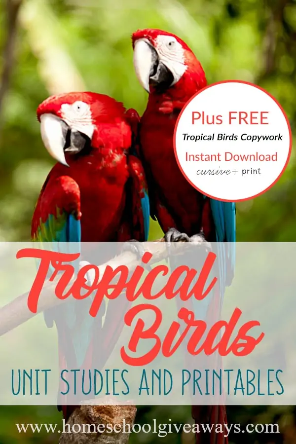 Tropical-Birds_pin