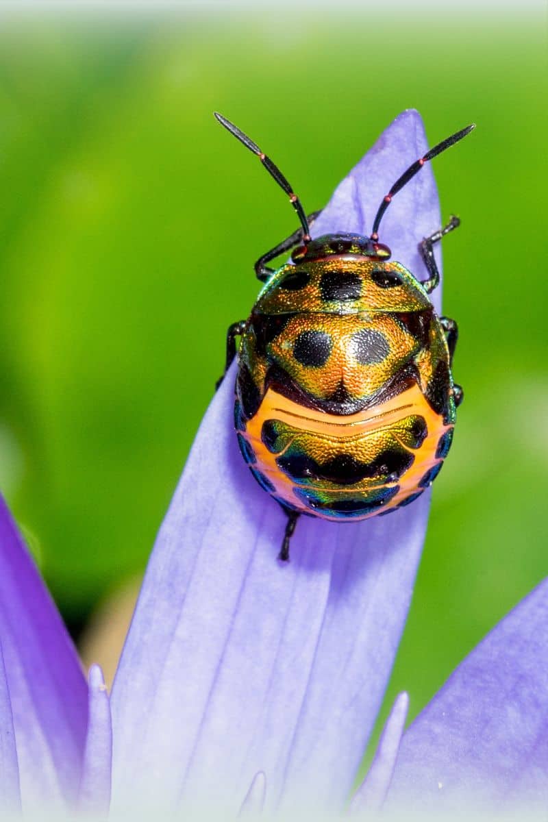 ladybug on a purple petal