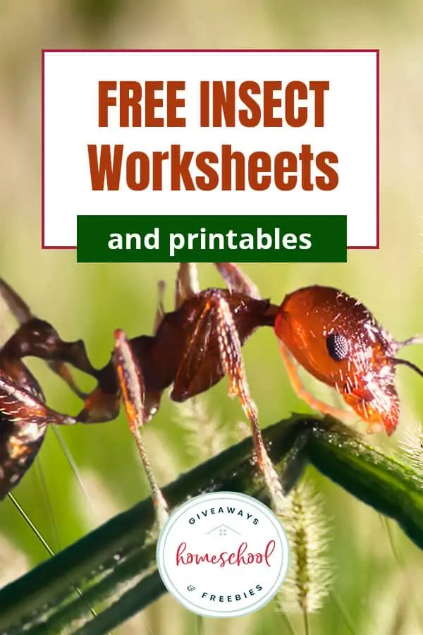 a close up of an ant and banner with text Free Insect Worksheets and printables