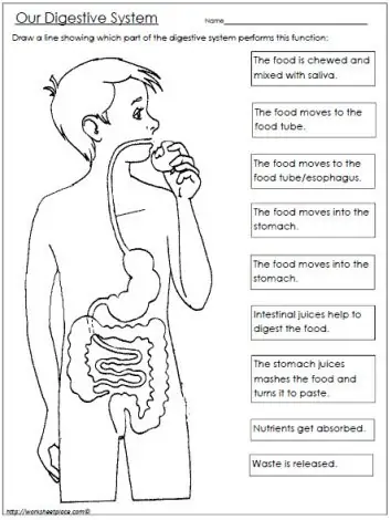 FREE Digestive System Worksheet www.homeschoolgiveaways.com FREE worksheet to teach your upper elementary students about the digestive system!