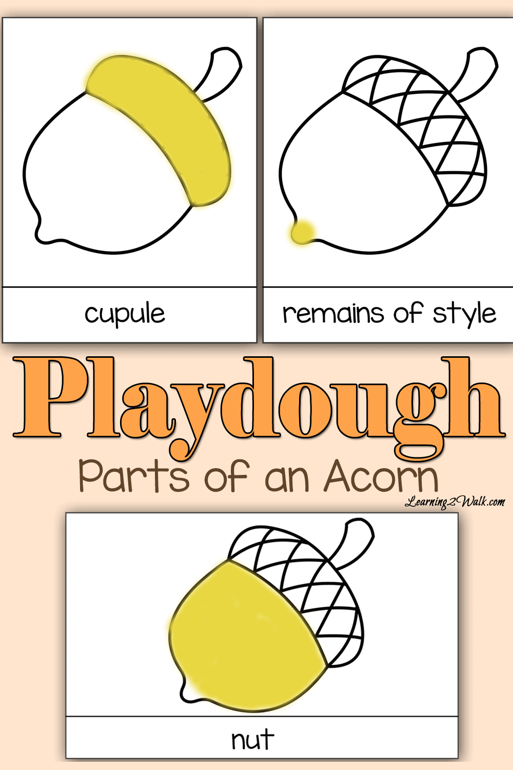 What Are The Parts Of An Acorn at Frances Garrison blog