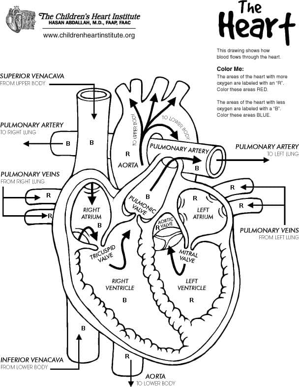 Free Heart Diagram Coloring Page Printable