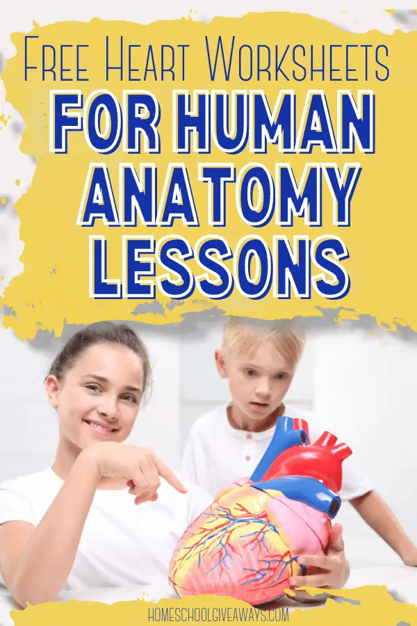 free heart worksheets for human anatomy lessons