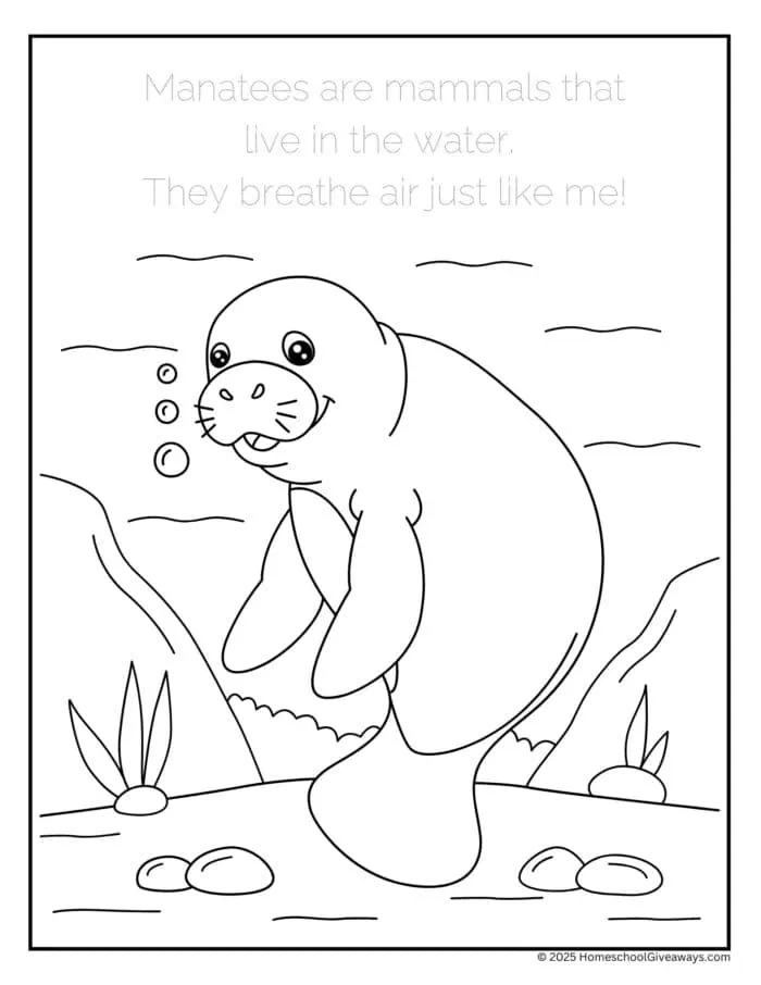 Manatees are mammals coloring page explains that they breathe air.