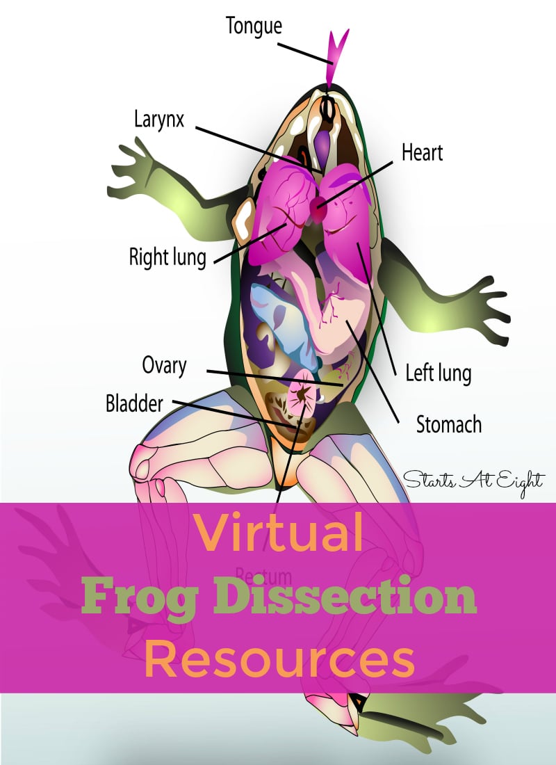 Virtual Frog Dissection Resources with FREE Printable