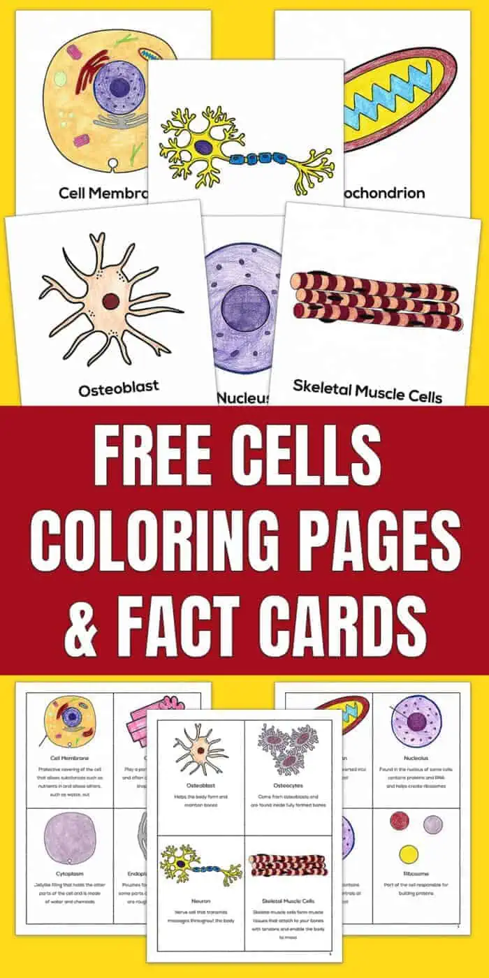 free cells coloring pages and fact cards
