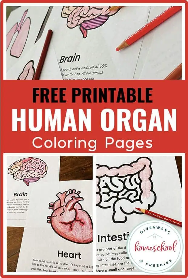 free printable human organ coloring pages 