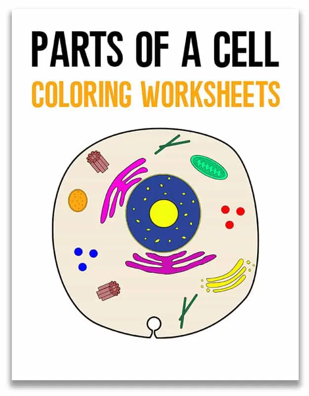 colorful picture of a cell