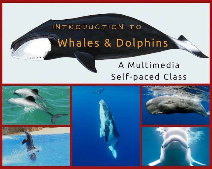 Intro-to-Whales-and-Dolphins-720px
