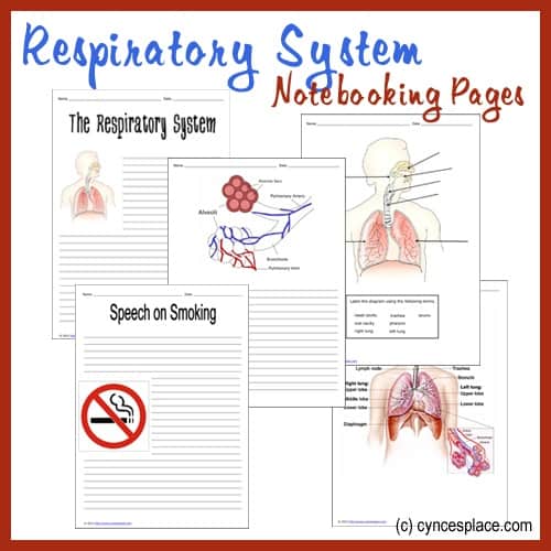 CA_RespiratorySystemNoteboo