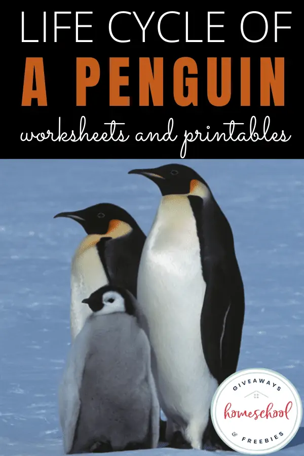 Lifecycle of a penguin worksheets and printables with 3 penguins