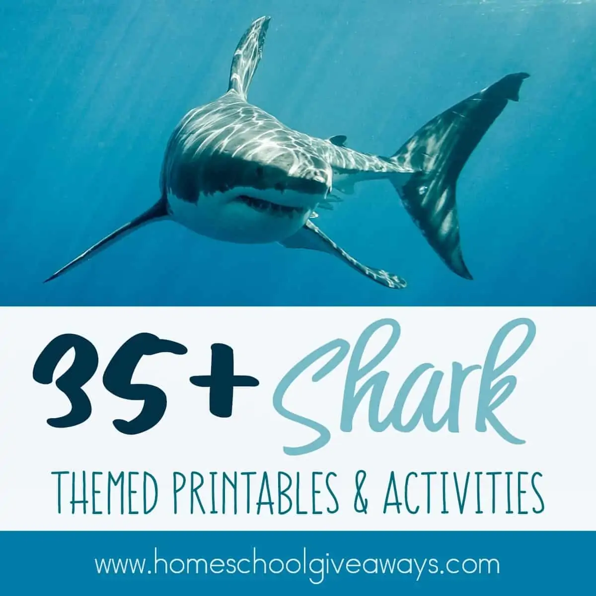 July is a great time to learn about all things Shark! Between Shark Awareness Day on July 14th and Shark Week, they will love using these printables and activities. :: www.homeschoolgiveaways.com