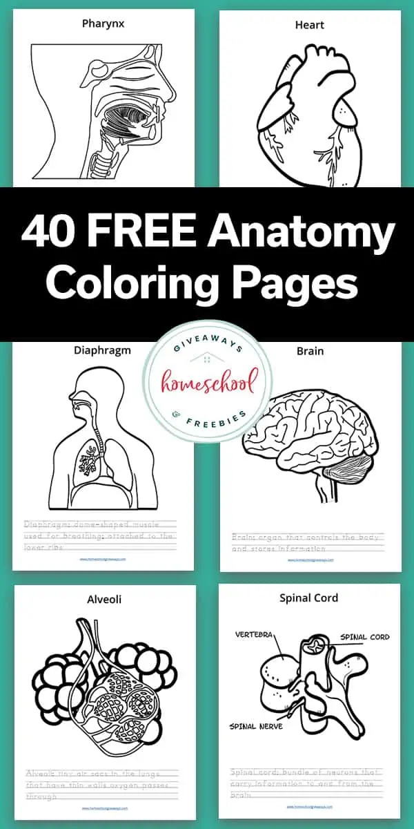 human anatomy coloring pages