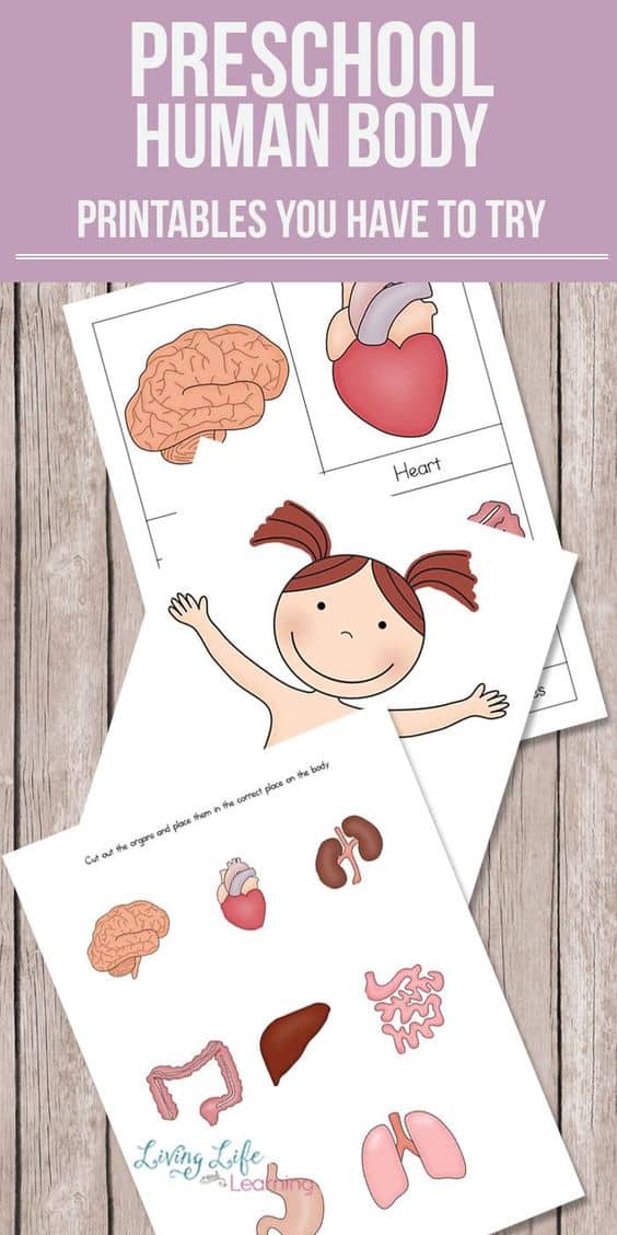 FREE Human Body Preschool Printables