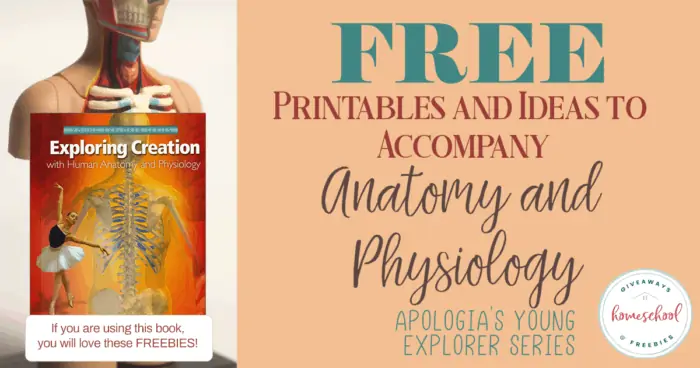 Free Printables and Ideas to Accompany Anatomy and Physiology text with workbook cover