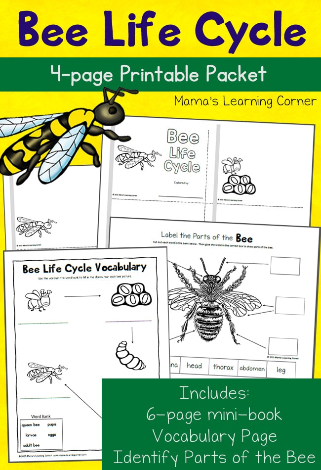 free bee life cycle printables homeschool giveaways