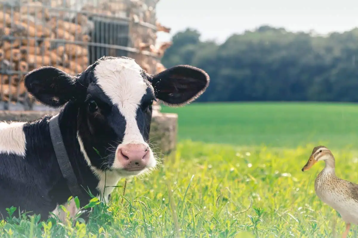 Photo of calf laying down in grass with duck peaking around corner