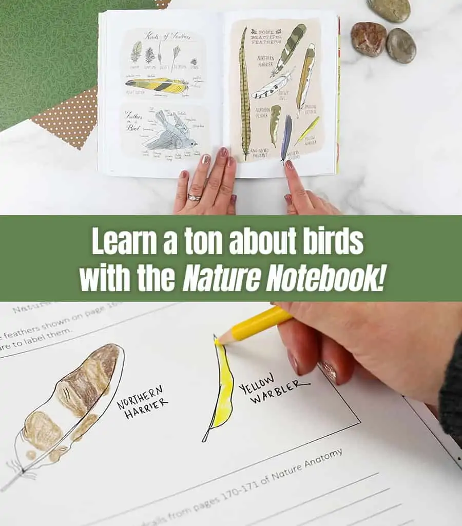 learn a ton about birds with the nature notebook