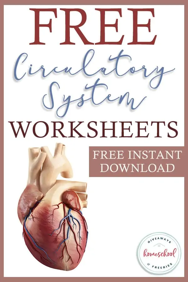 Circulatory System Worksheets Free Instant Download text with illustrated image cut out of a realistic human heart