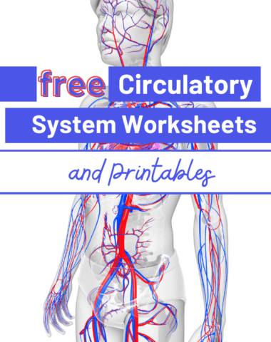 free human body systems worksheets