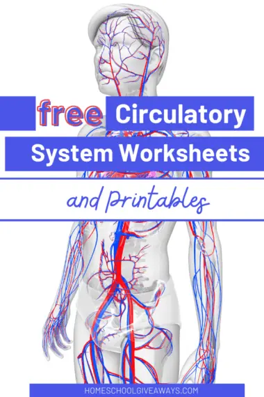 free circulatory system worksheets and printables
