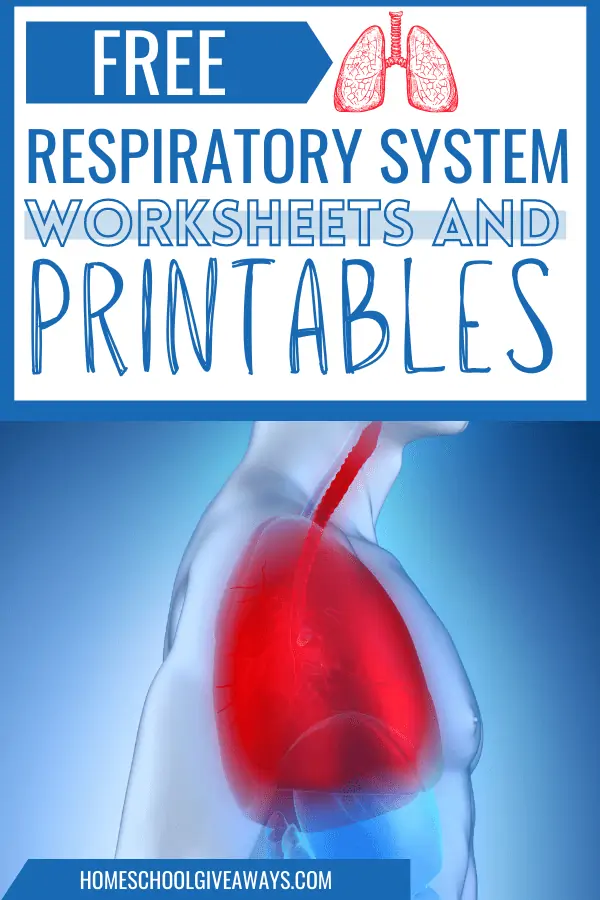 respiratory system worksheets and printables