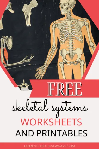 free skeletal systems worksheets