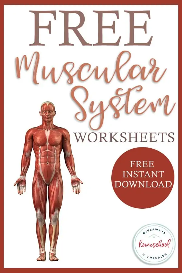 Muscular System Worksheets Free Instant Download