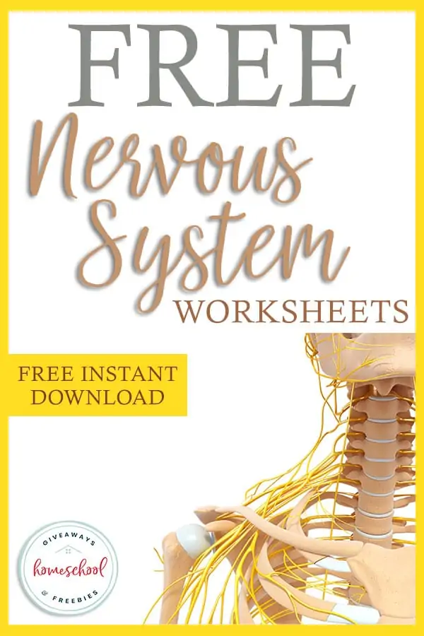 Nervous System Worksheets Free Instant Download