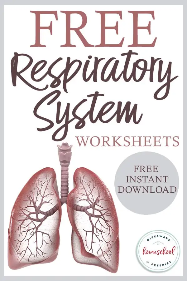 Respiratory System Worksheets text with illustrated image cut out of realistic human lungs