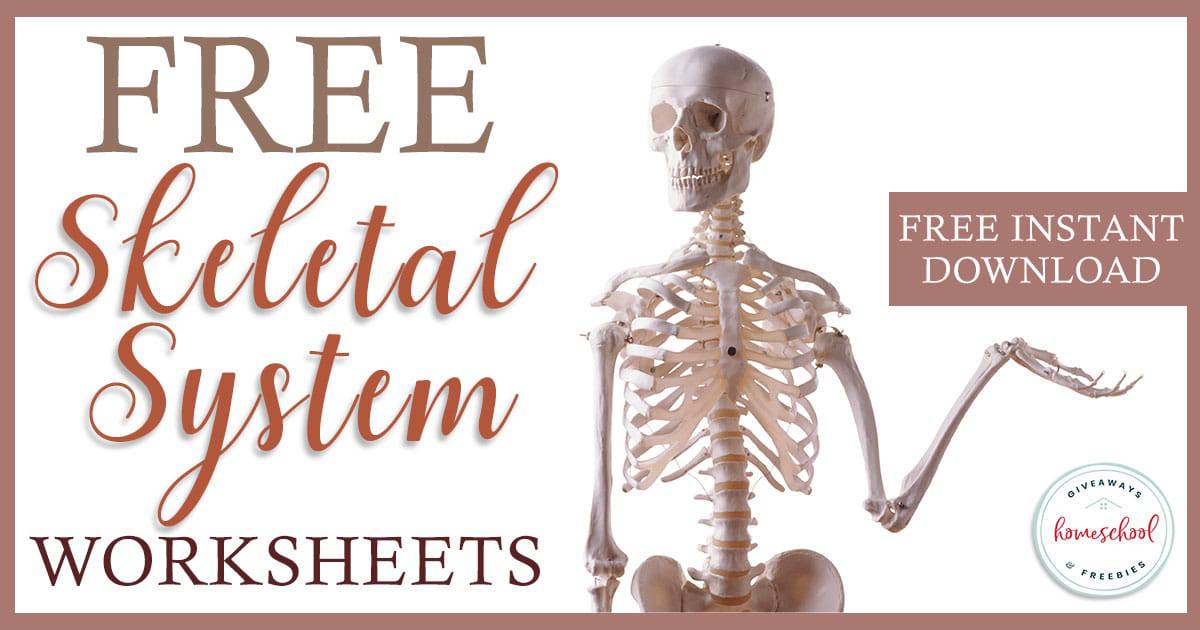 Skeletal System For 5th Grade