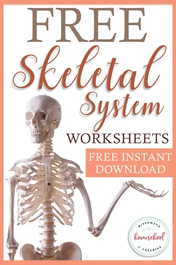 Skeletal System Worksheets Free Instant Download with illustrated image cut out of a human skeleton