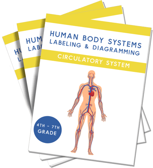 human body systems labeling and diagramming circulatory system 4th-7th grade