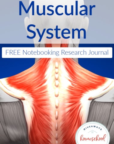 diseases-muscular-system-notebook