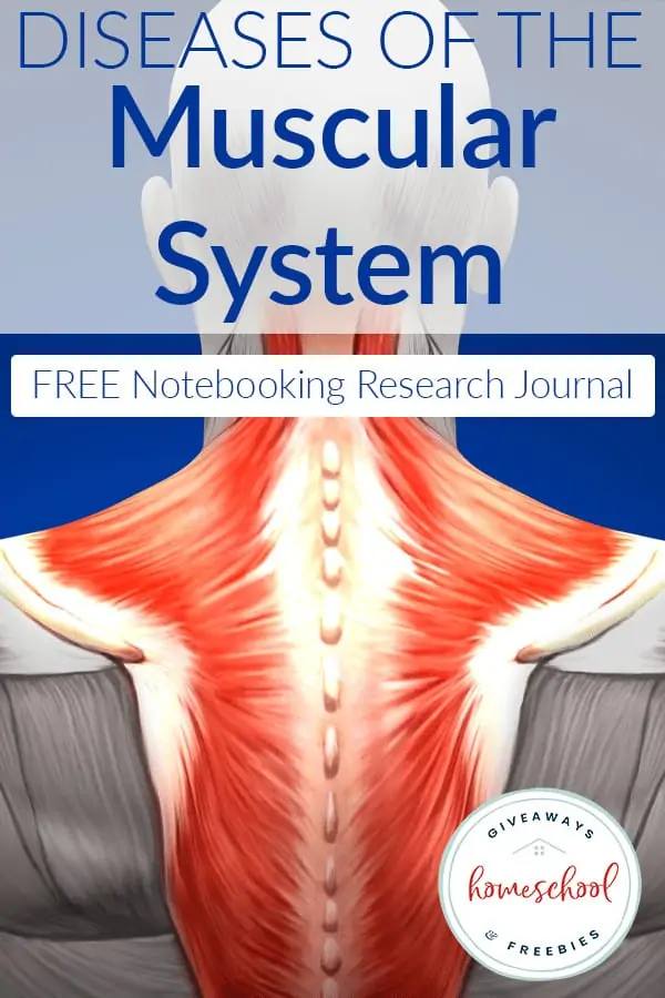 muscular system free notebooking research journal