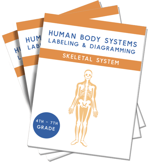 human body system labeling and diagramming skeletal system 4th-7th grade