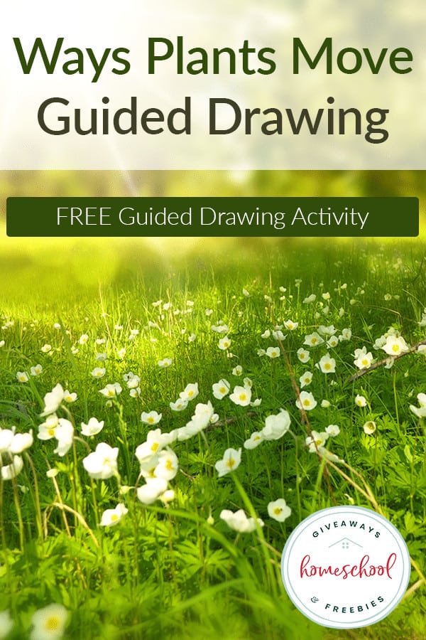 Guided-Drawing-Plant-Movements